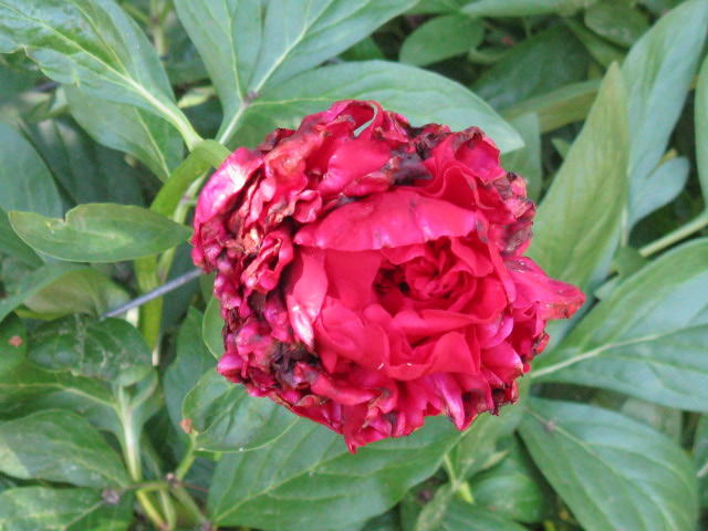 Blackening peony flower