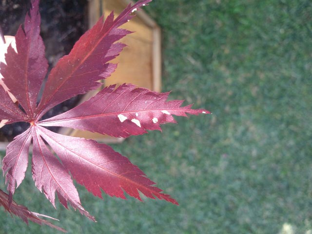 White Spots on Leaf