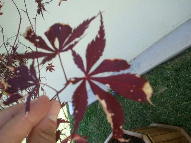 Brown Leaf on Edges