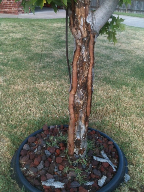 damaged tree trunk