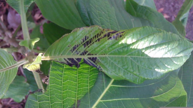 Black leaves 2