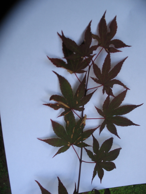 Japanese maple leaves