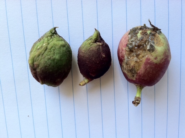 nectarine fruits