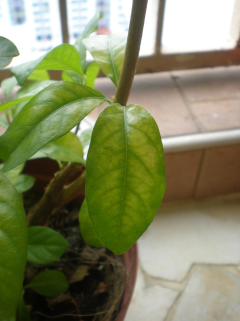 gardenia leaves