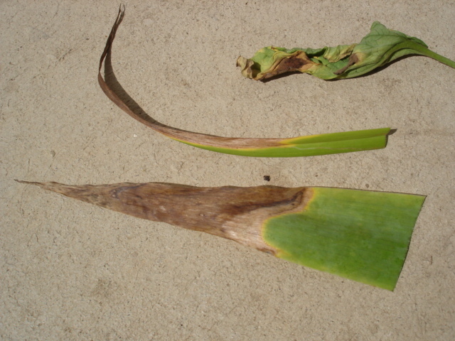 Discolored Leaves