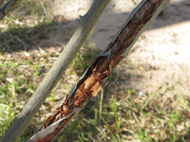 peeling bark