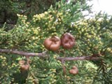 Cedar Nodules 1