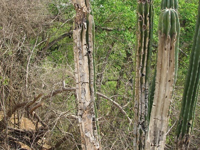 Organ cactus