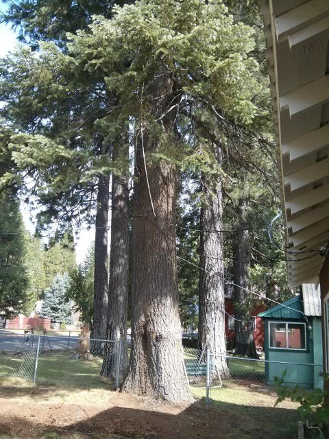 Douglas Fir, I believe