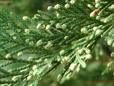 white dots on L Cypress