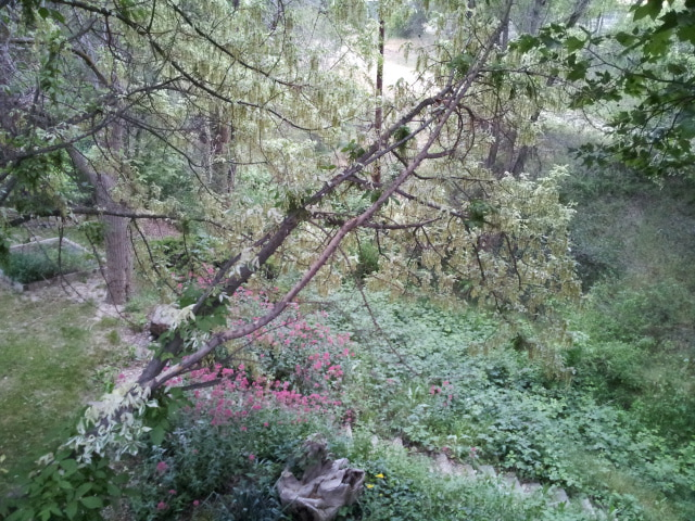 Laburnum tree branches  