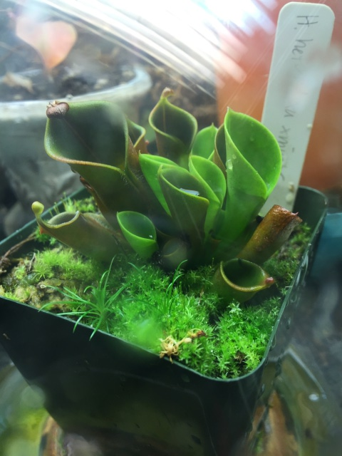 Heliamphora Side View