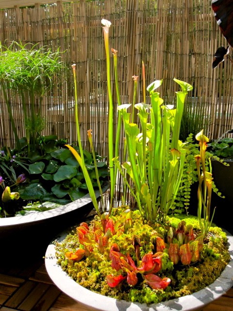 Planter bog garden