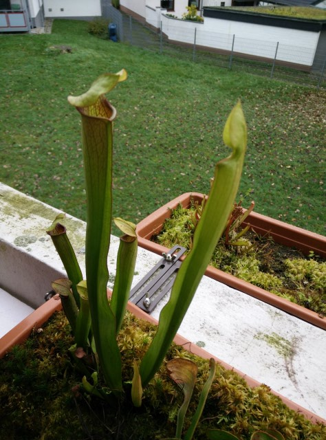 S. rubra new leaves