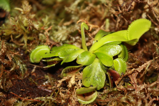 wilted venus fly trap