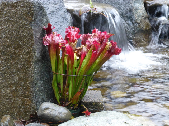 Lily in water feature