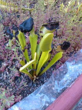 vft