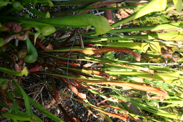 sarracenia 