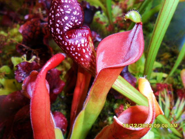 Heliamphora tatei