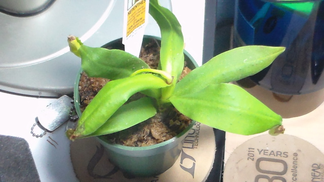 Nepenthes Sanguinea   