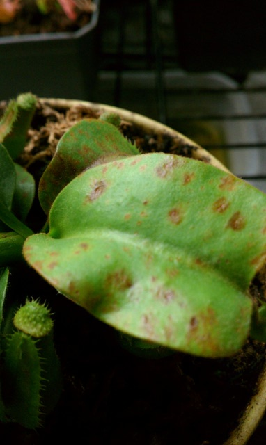 Nepenthes Truncata Plant Damage