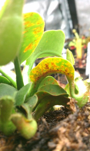 Nepenthes Truncata 