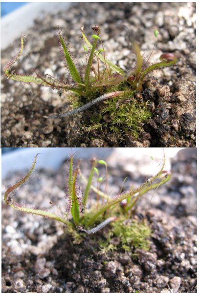 King Sundew leaf black?