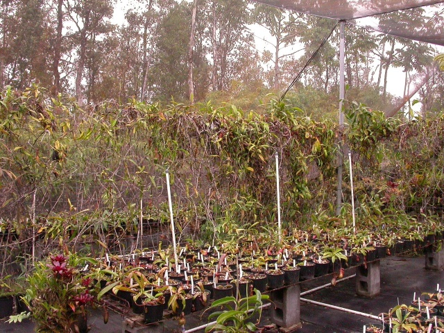 Leilani Hapu\'u Nepenthes Nursery