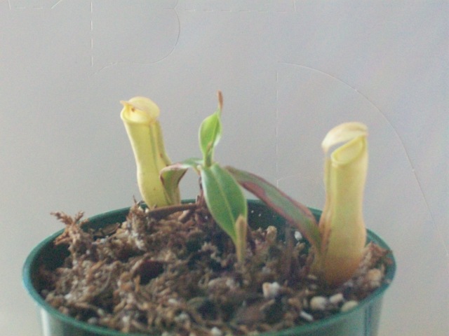 Nepenthes khasiana