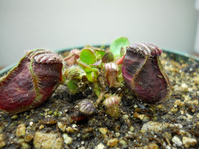 Cephalotus