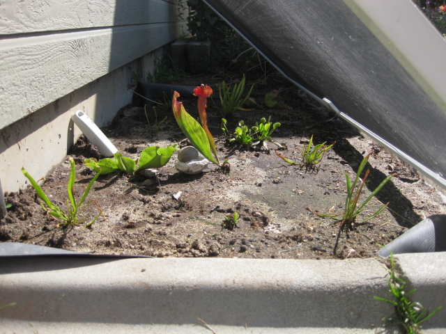 Bog Garden