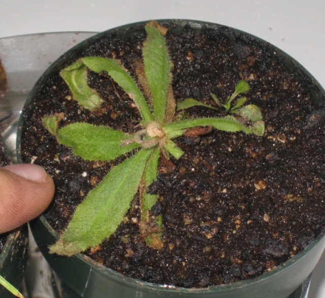 Drosera Adalea