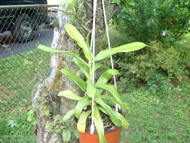 Nepenthes