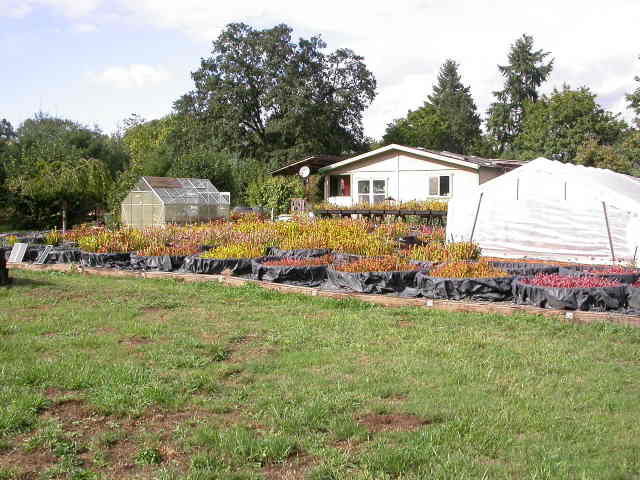 Sarracenia Northwest