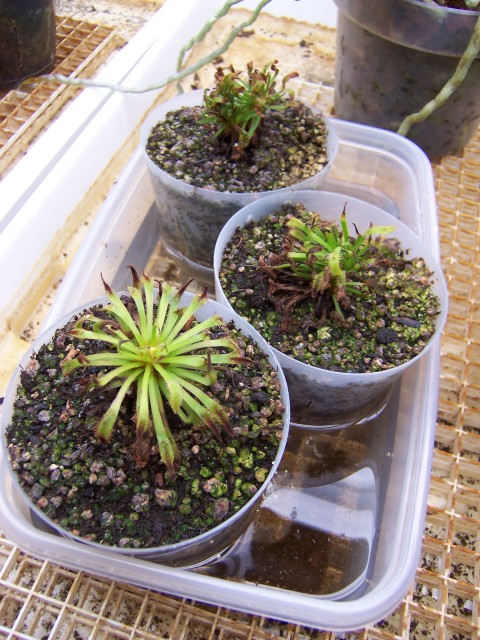 Sundews