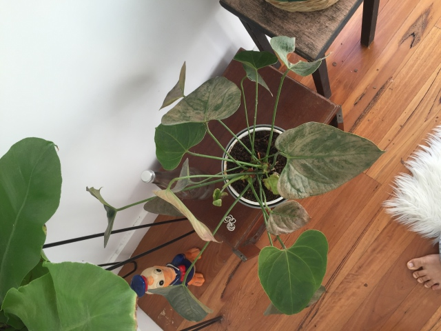 Aerial view of anthurium