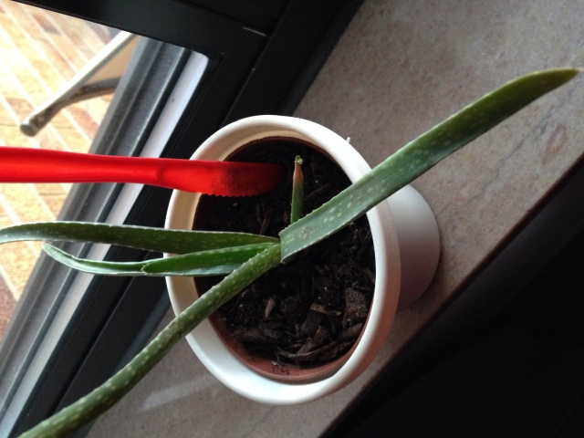 My aloe