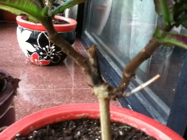 brown stems on persian shield