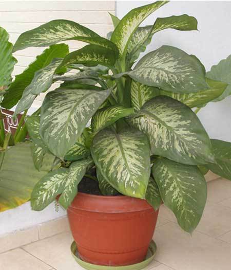 dieffenbachia plant