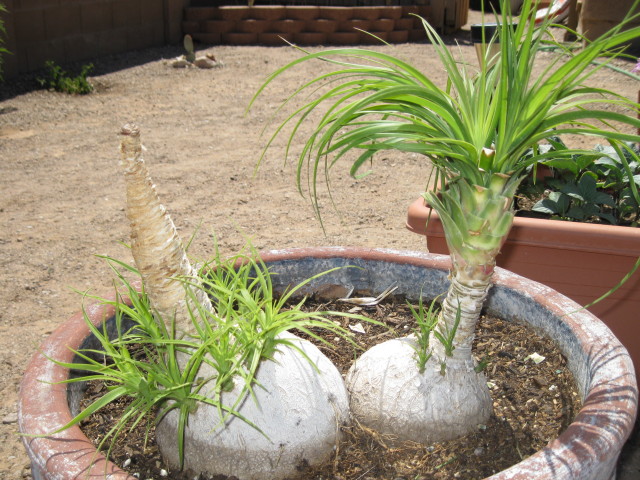 ponytail palm