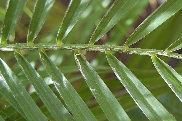 White on leaves