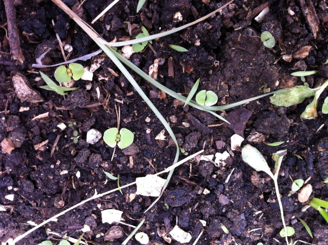 Unidentified plant - Houston, TX