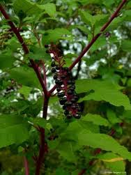 Pokeweed