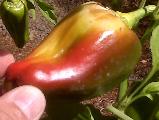 Red Pepper