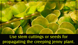 Tip to propagate a creeping jenny plant