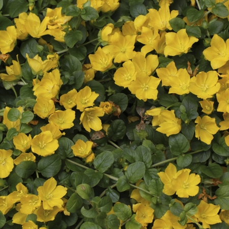 creeping jenny flowers