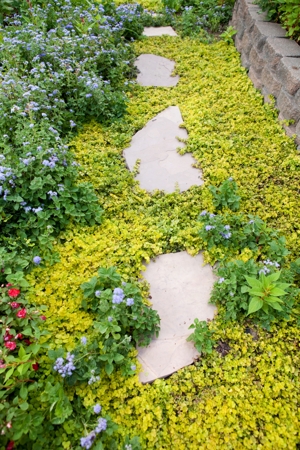 garden pathway