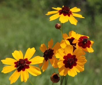 coreopsis