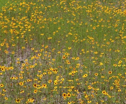 coreopsis