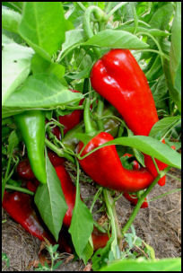 Carmen peppers ripening on plant in my garden